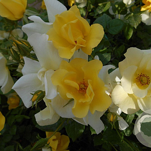 Rosa Pretty Star A kwaliteit C1.5 eigen wortel