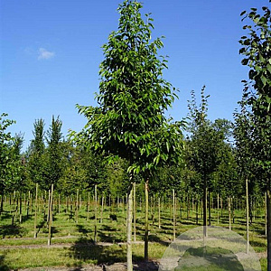 Alnus spaethii 18-20 HO draadkluit