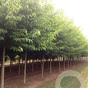 Alnus spaethii 20-25 HO draadkluit