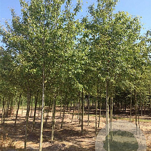 Amelanchier arborea 'Robin Hill' 12-14 HO draadkluit