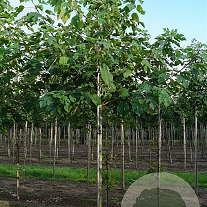 Betula papyrifera 10-12 HO draadkluit