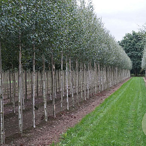 Betula utilis jacquemontii 12-14 HO draadkluit