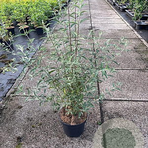Buddleja d. 'Nanho Blue' 80-100 cm 10L