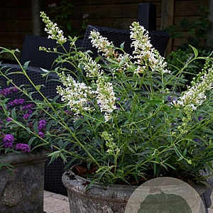 Buddleja Flutterby Pet. Snow White 60-80 cm 15L