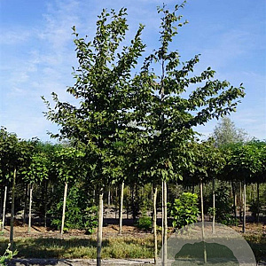 Carpinus betulus 16-18 HO draadkluit