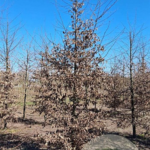 Carpinus betulus 20-25 HO draadkluit geveerd