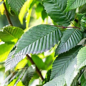 Carpinus bet. 'Lucas' 14-16 HO draadkluit