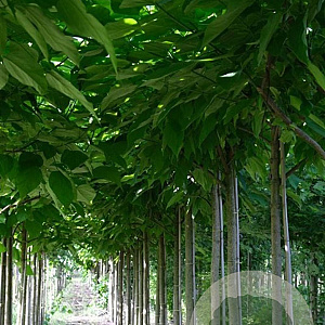 Catalpa bignonioides 14-16 HO draadkluit
