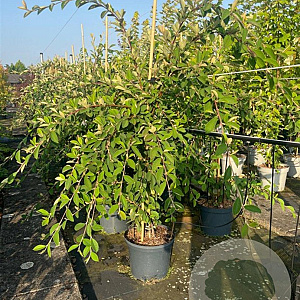 Cotoneaster lacteus 80-100 cm 10L