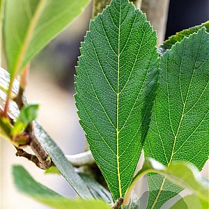 Crataegus lavalleei 'Carrierei' 10-12 HO draadkluit