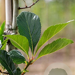 Crataegus lavalleei 'Carrierei' 10-12 HO draadkluit
