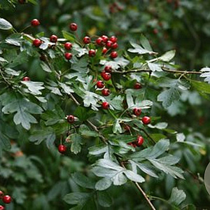 Crataegus monogyna 250-300 cm draadkluit meerstammig