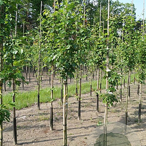 Crataegus mordenensis 'Toba' 6-8 HO draadkluit