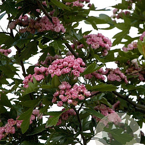Crataegus mordenensis 'Toba' 10-12 HO draadkluit
