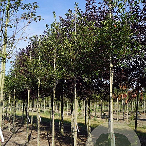 Crataegus succulenta 'Jubilee' 12-14 HO draadkluit
