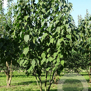 Davidia involucrata 700-800 cm draadkluit meerstammig