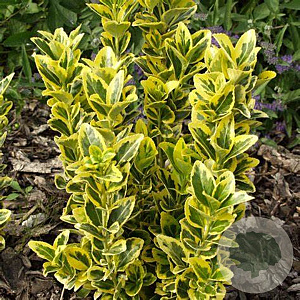Euonymus ham. 'Jelena' 10-12 HO draadkluit