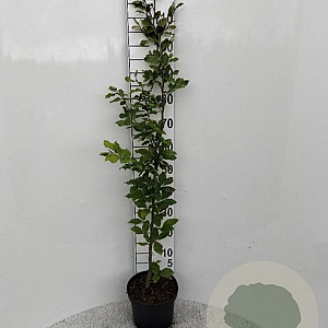Fagus sylvatica 100-125 cm 5,0L