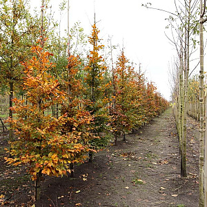 Fagus syl. 'Atropunicea' 18-20 HO draadkluit geveerd
