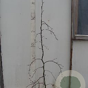 Fagus syl. 'Purpurea Pendula' 150-175 cm 15L