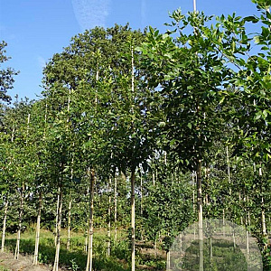 Fraxinus americana 10-12 HO draadkluit