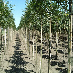 Fraxinus e. 'Altena' 10-12 HO draadkluit