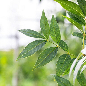 Fraxinus e. 'Altena' 14-16 HO draadkluit