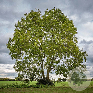 Fraxinus e. 'Westhof's Glorie' 8-10 HO draadkluit