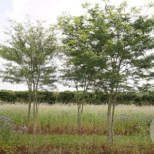 Gleditsia triacanthos inermis 12-14 HO draadkluit