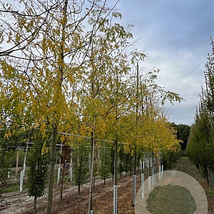 Gleditsia triac. 'Skyline' 14-16 HO draadkluit