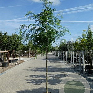 Gleditsia triac. 'Skyline' 16-18 HO draadkluit