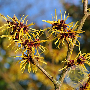 Hamamelis virginiana 12-14 HO draadkluit