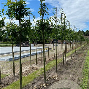 Juglans regia 6-8 HO draadkluit