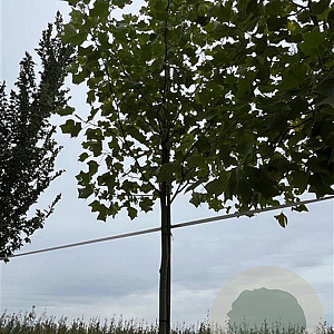 Liriodendron tulipifera 14-16 HO draadkluit