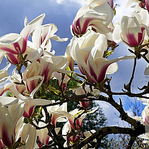 Magnolia cylindrica 350-400 cm draadkluit meerstammig