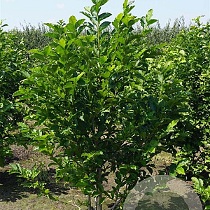 Magnolia kobus 250-300 cm draadkluit meerstammig