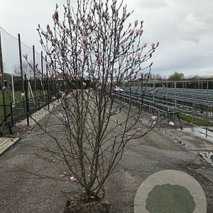 Magnolia loebneri 'Leonard Messel' 125-150 cm met kluit meerstammig
