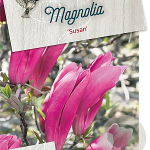 Magnolia 'Susan' 60-80 cm 10L