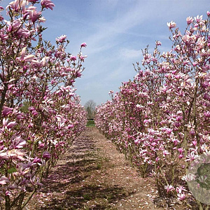 Magnolia 'Susan' 250-300 cm draadkluit meerstammig