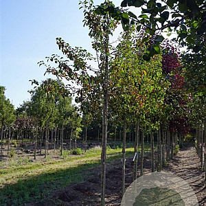 Malus baccata 'Akso' 10-12 HO draadkluit