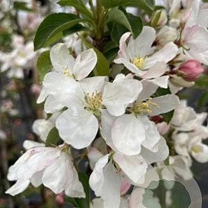 Malus 'Braendkjaer' 10-12 HO draadkluit