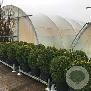 Buxus sempervirens 50-60 cm met kluit