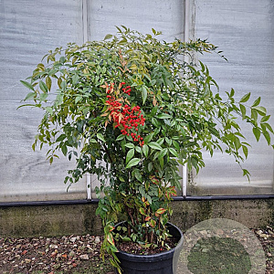 Nandina domestica 100-125 cm 35L