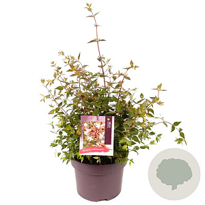Abelia grandiflora 15-20 cm 2,0L