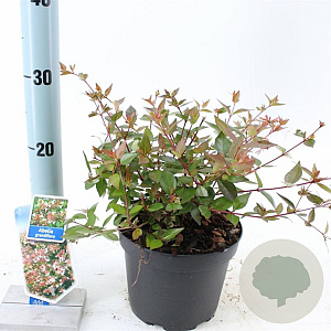 Abelia grandiflora 20-25 cm 2,0L