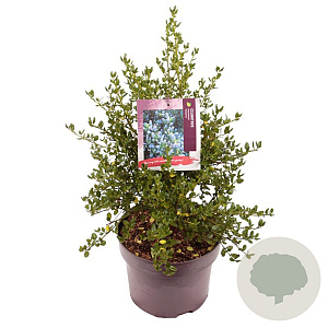 Ceanothus impressus 'Victoria' 40 cm 5,0L