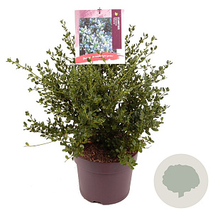 Ceanothus impressus 'Victoria' 40-45 cm 7,5L
