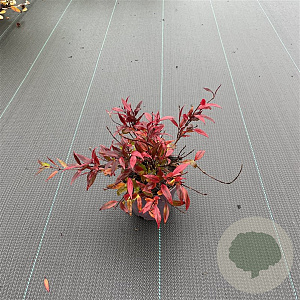 Deutzia gracilis 'Nikko' 20-25 cm P13