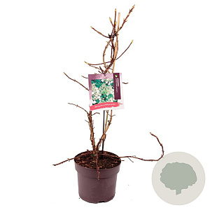 Hydrangea anomala petiolaris 60-80 cm 7,5L