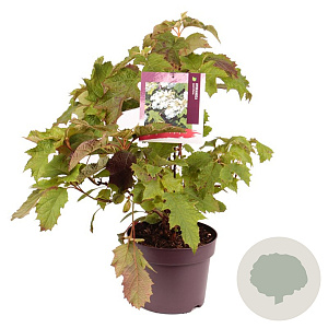 Hydrangea quercifolia 40-50 cm 7,5L